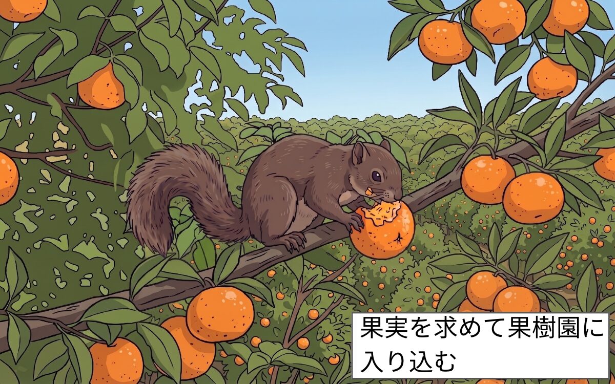 果樹園