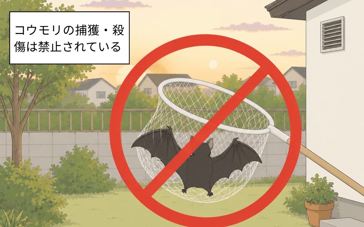 コウモリの捕獲・殺傷は禁じられている