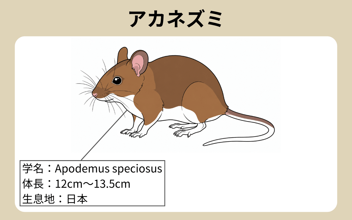 アカネズミ