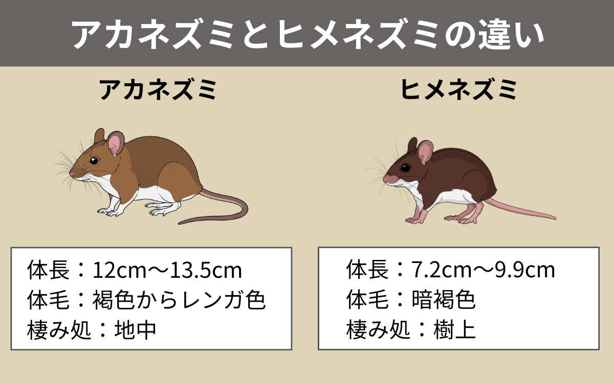 アカネズミとヒメネズミの違い