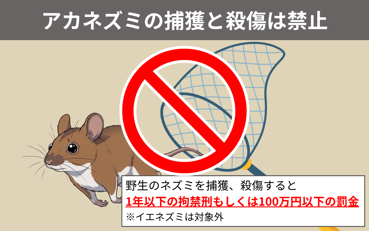アカネズミの捕獲と殺傷は禁止