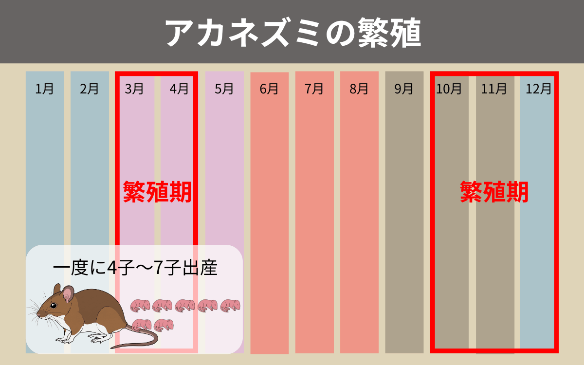 アカネズミの繁殖