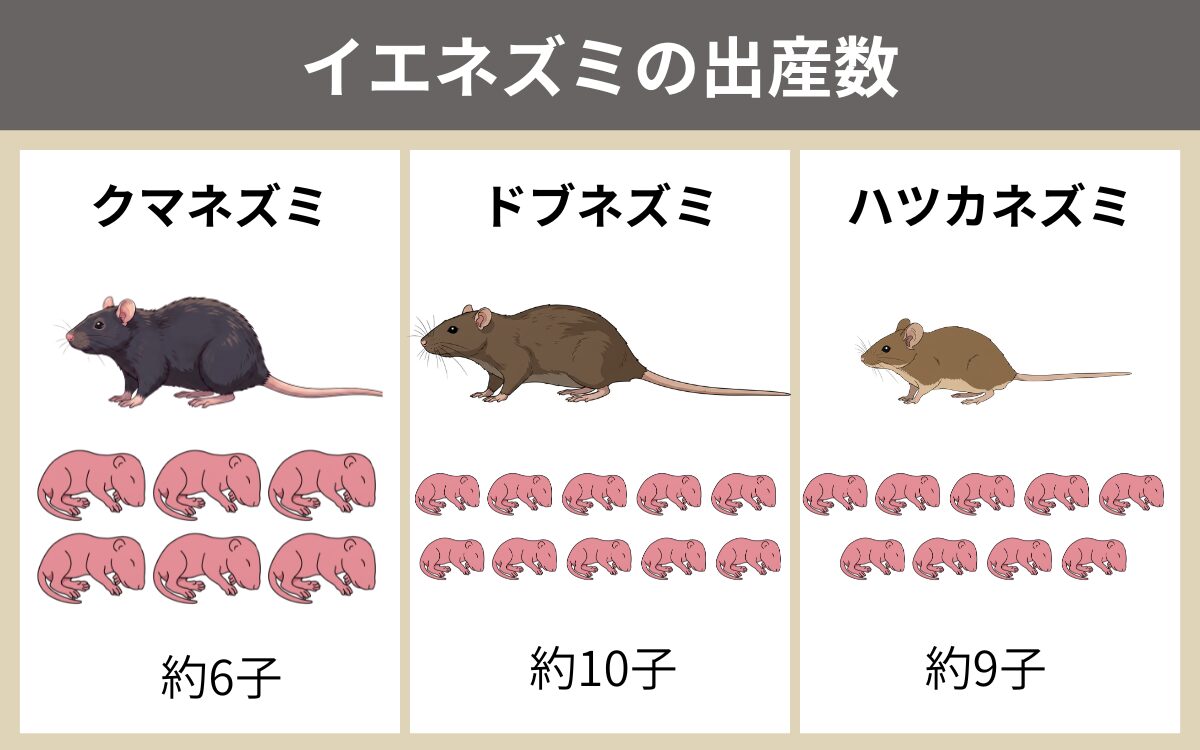 イエネズミの出産数
