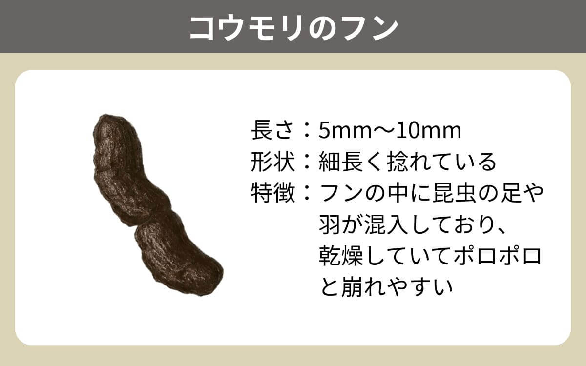 コウモリのフン