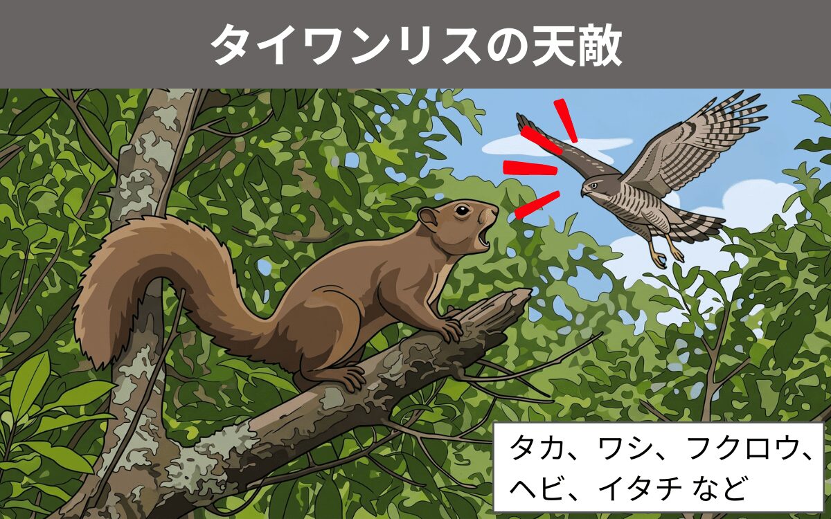タイワンリスの天敵
