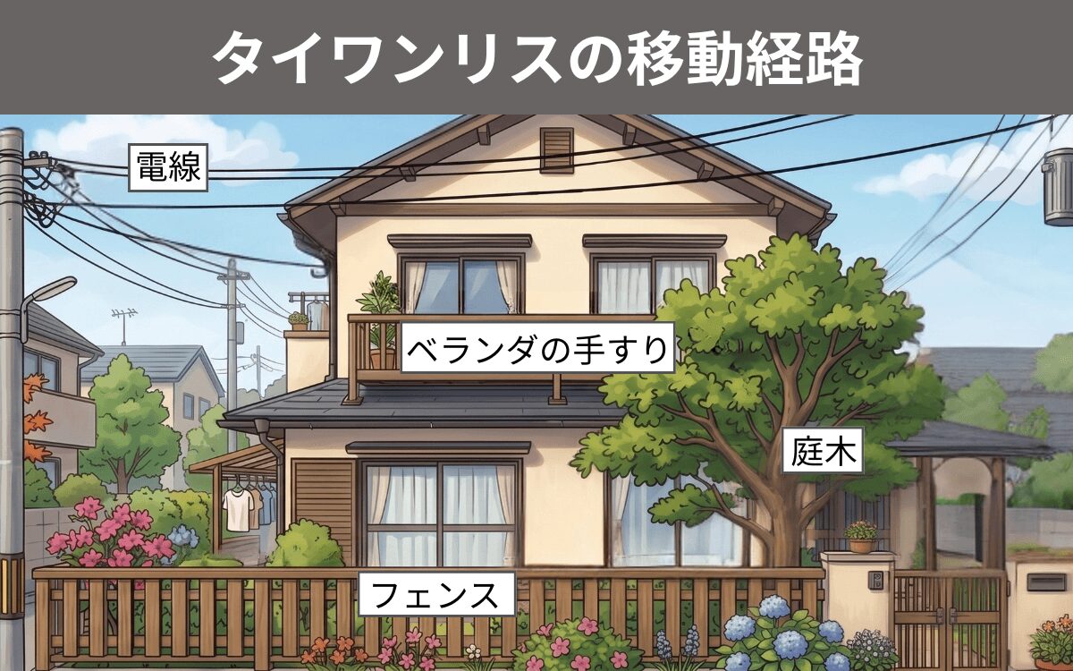 タイワンリスの移動経路