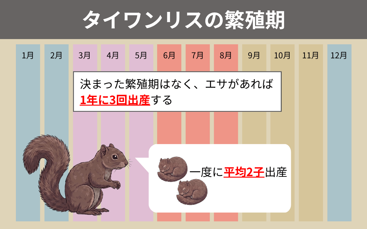 タイワンリスの繁殖期