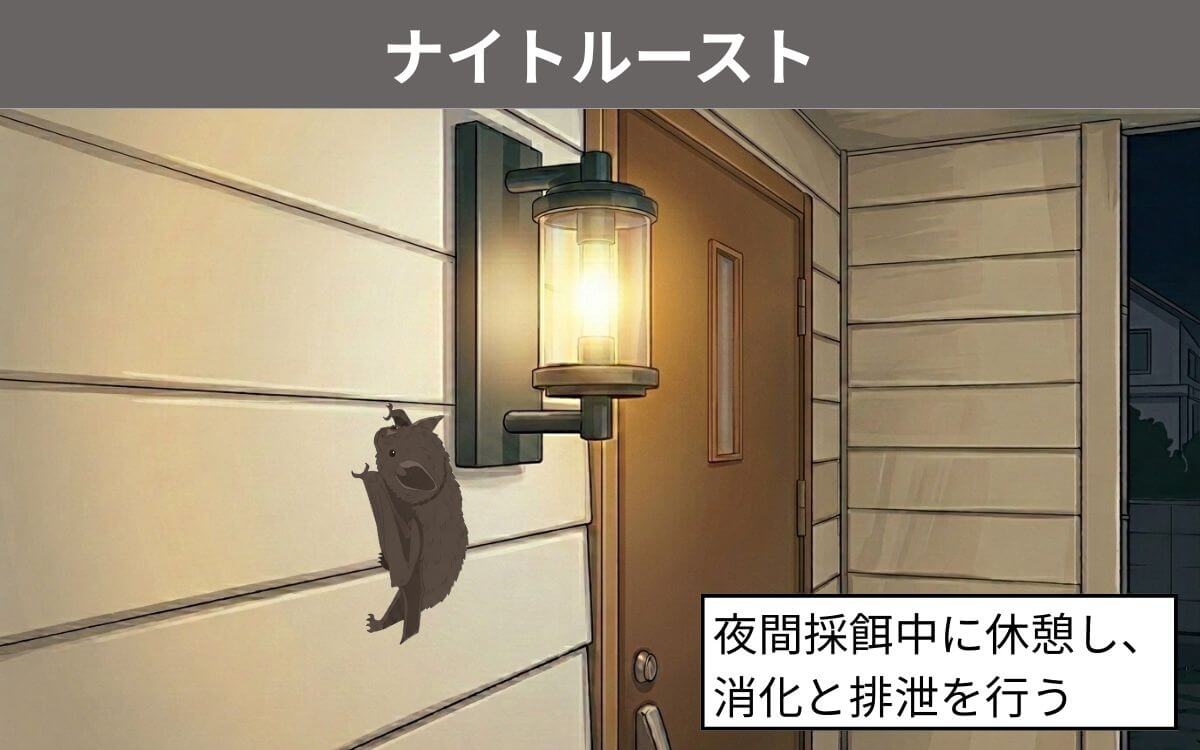 ナイトルースト