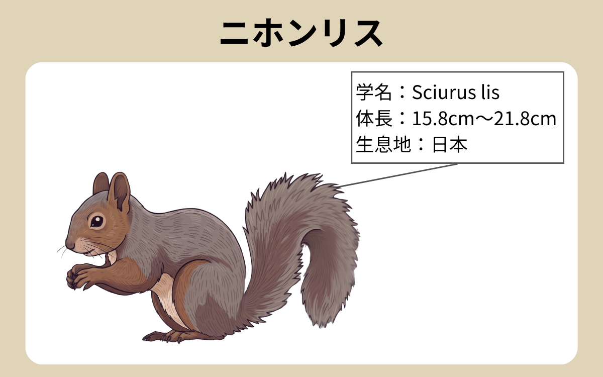 ニホンリス