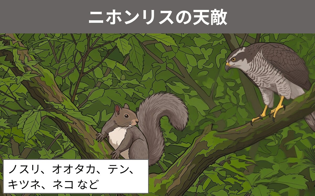 ニホンリスの天敵