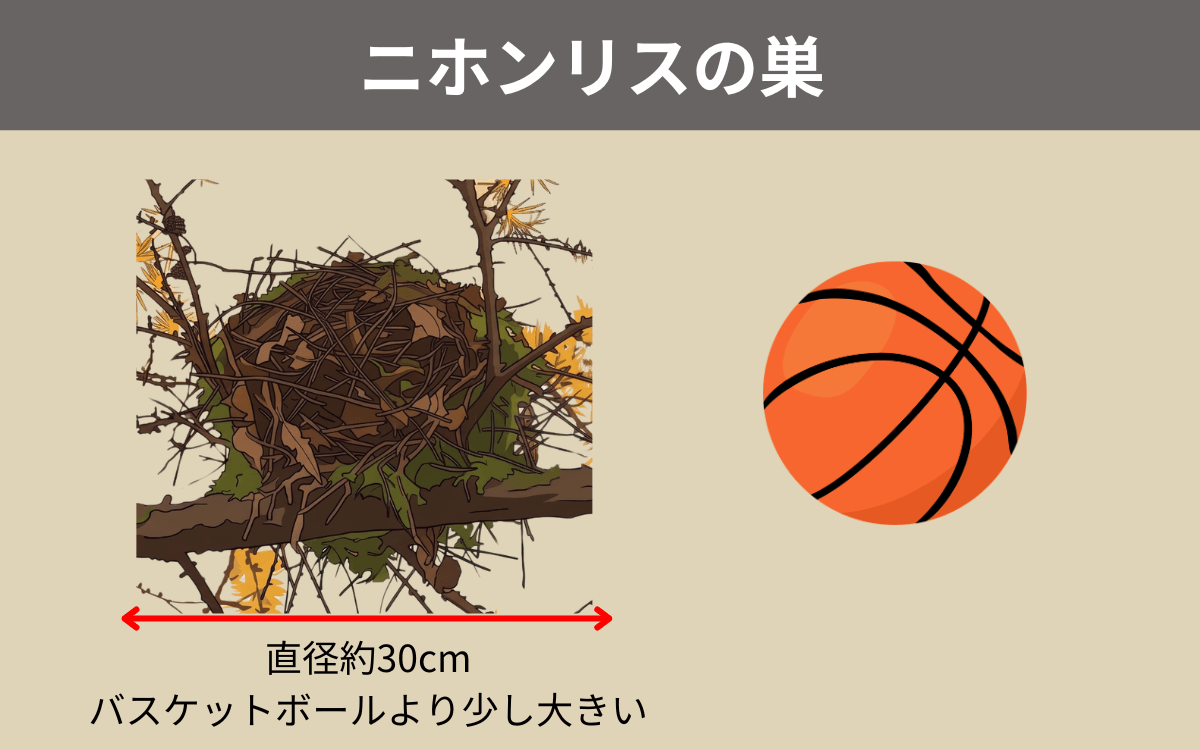 ニホンリスの巣