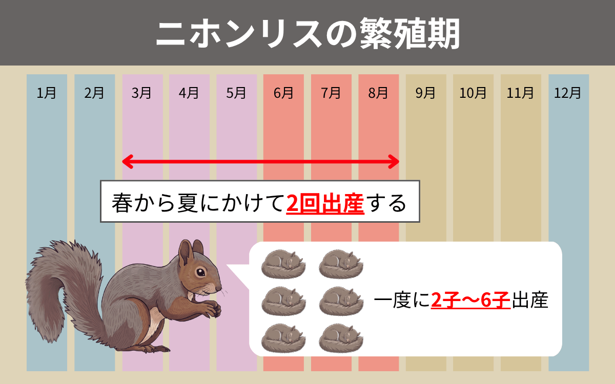 ニホンリスの繁殖期