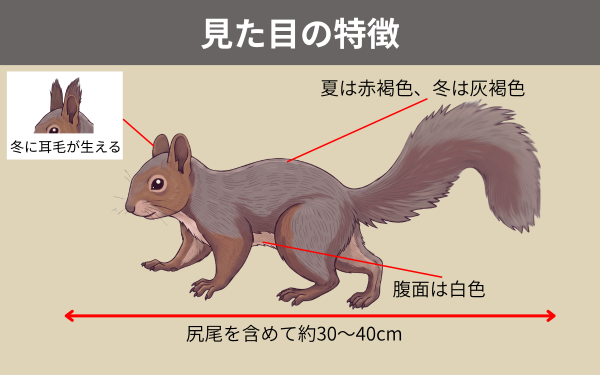 ニホンリスの見た目の特徴