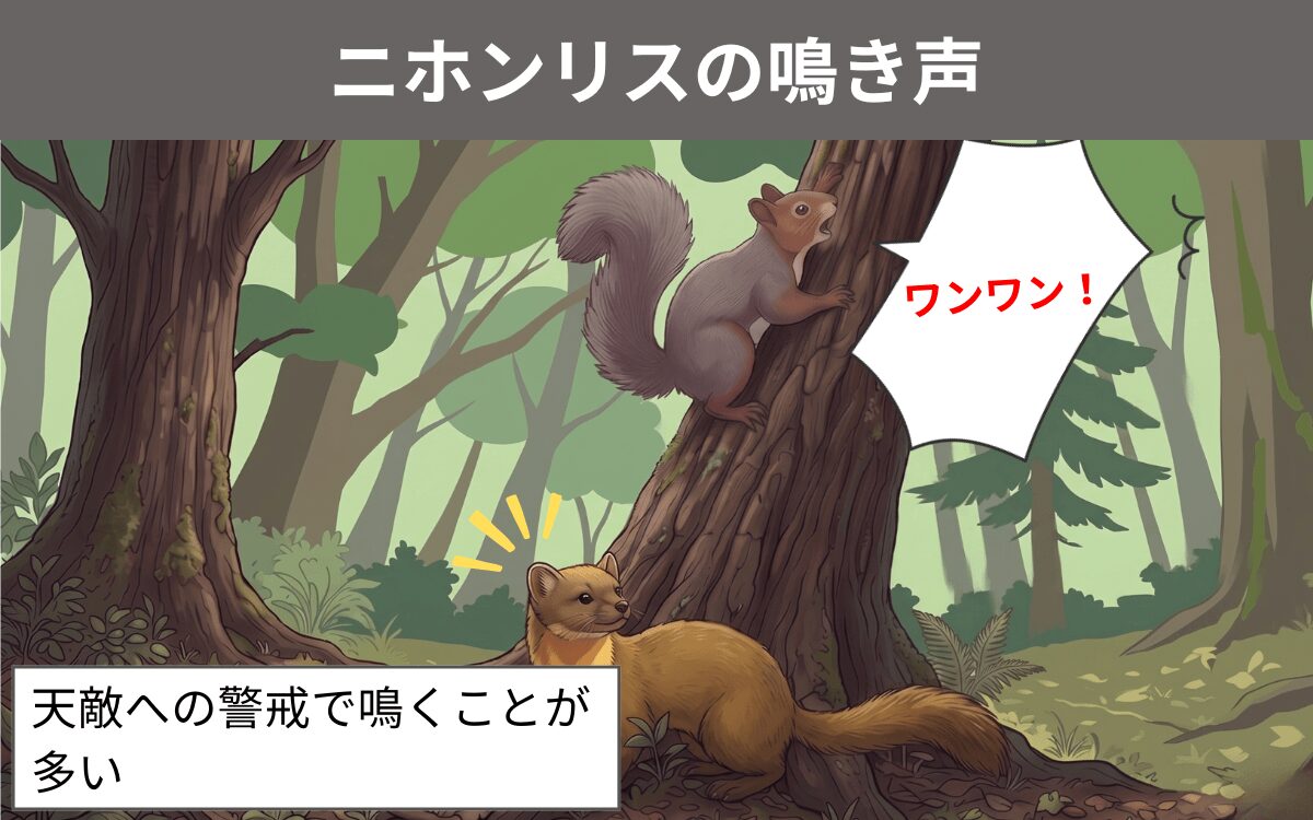 ニホンリスの鳴き声