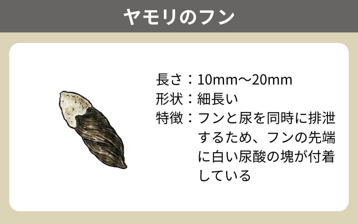 ヤモリのフン