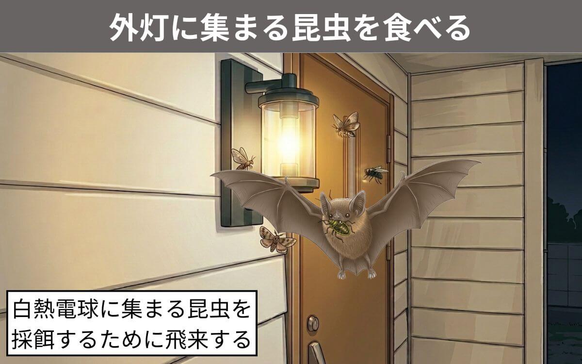 外灯に集まる昆虫を食べる