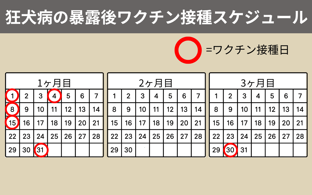 暴露後ワクチン接種スケジュール