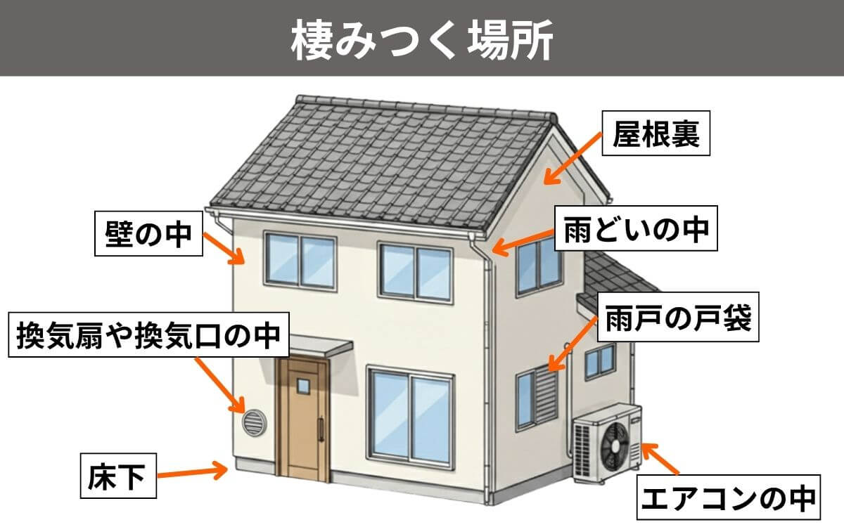棲みつく場所