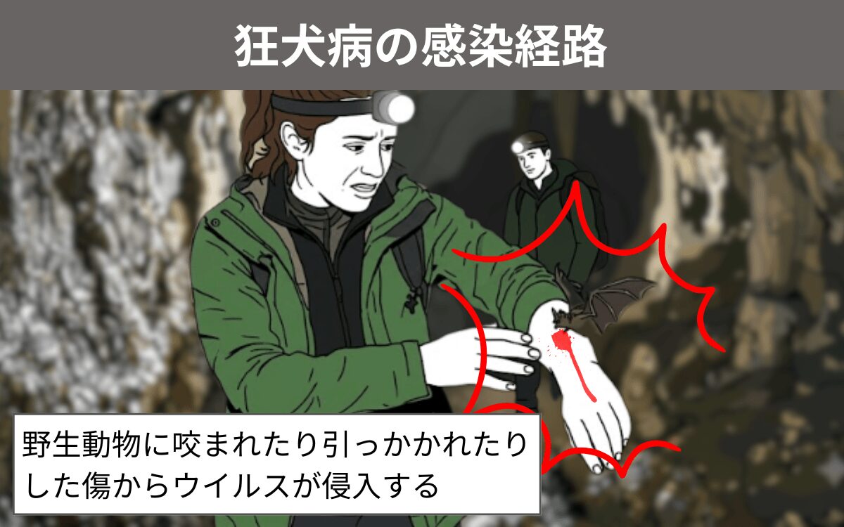 狂犬病の感染経路