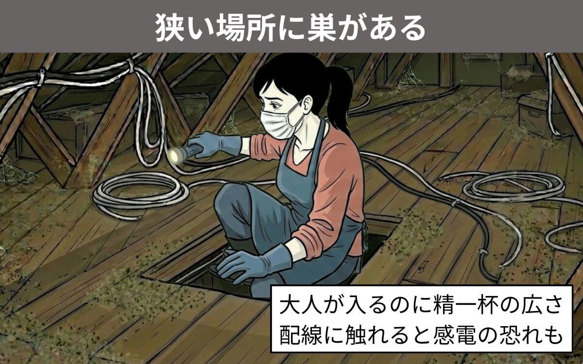 狭い場所に巣がある