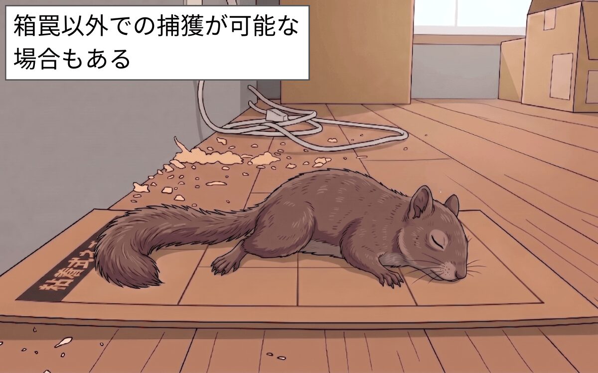 箱罠以外で捕獲する場合がある