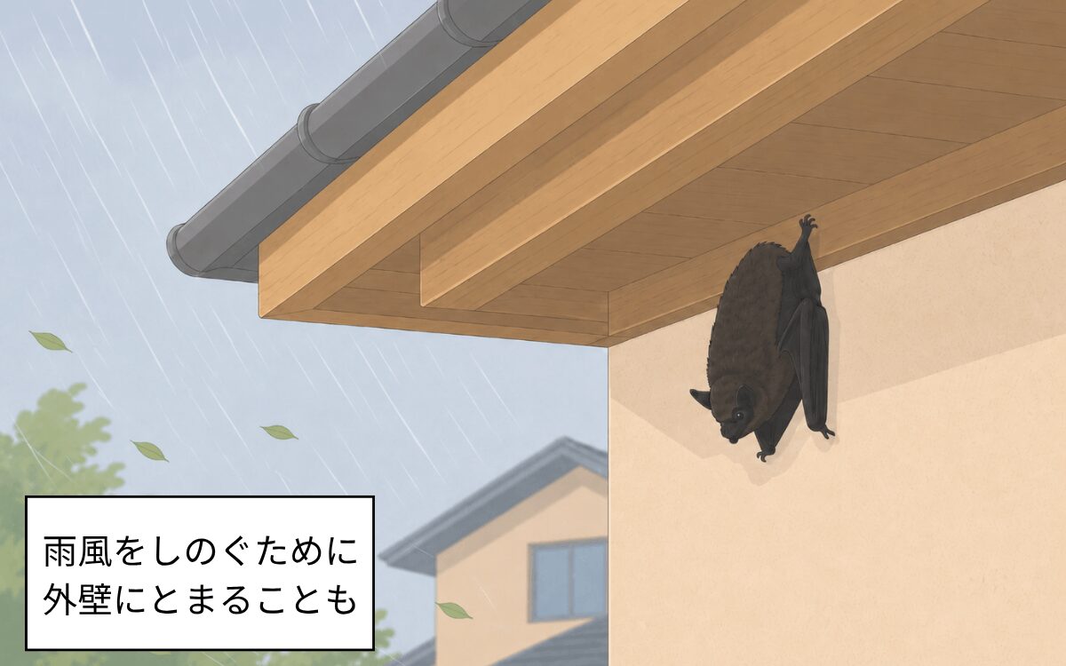 雨風をしのぎに壁にとまるコウモリ