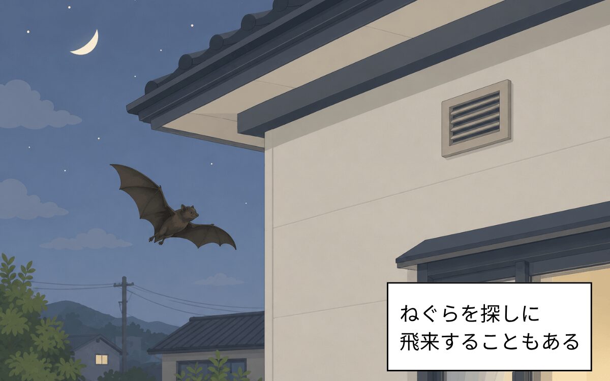 ねぐらを探すコウモリ