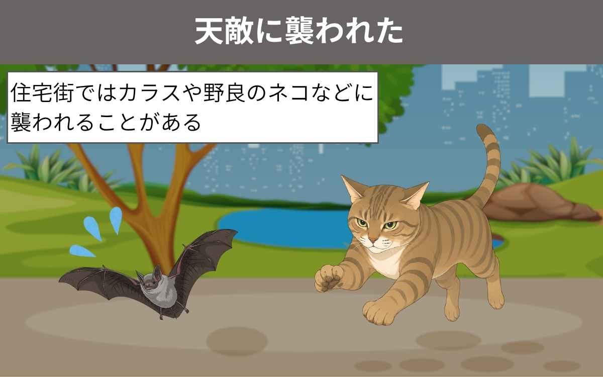 天敵に襲われた
