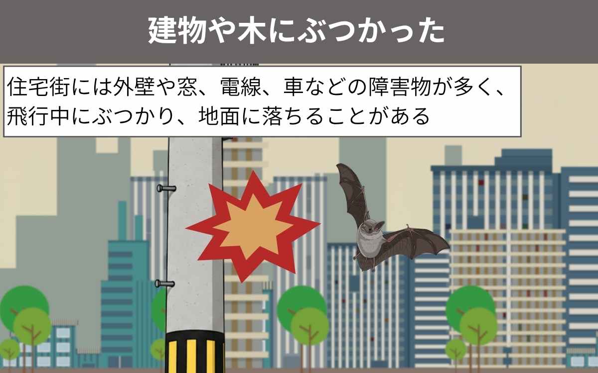 建物や木にぶつかった
