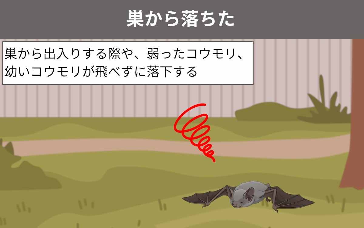 巣から落ちた