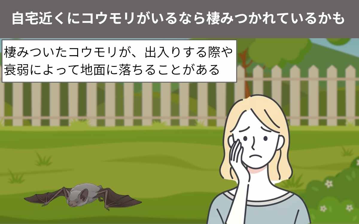 自宅近くにコウモリがいるなら棲みつかれているかも
