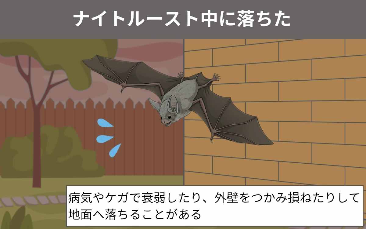 ナイトルースト中に落ちた