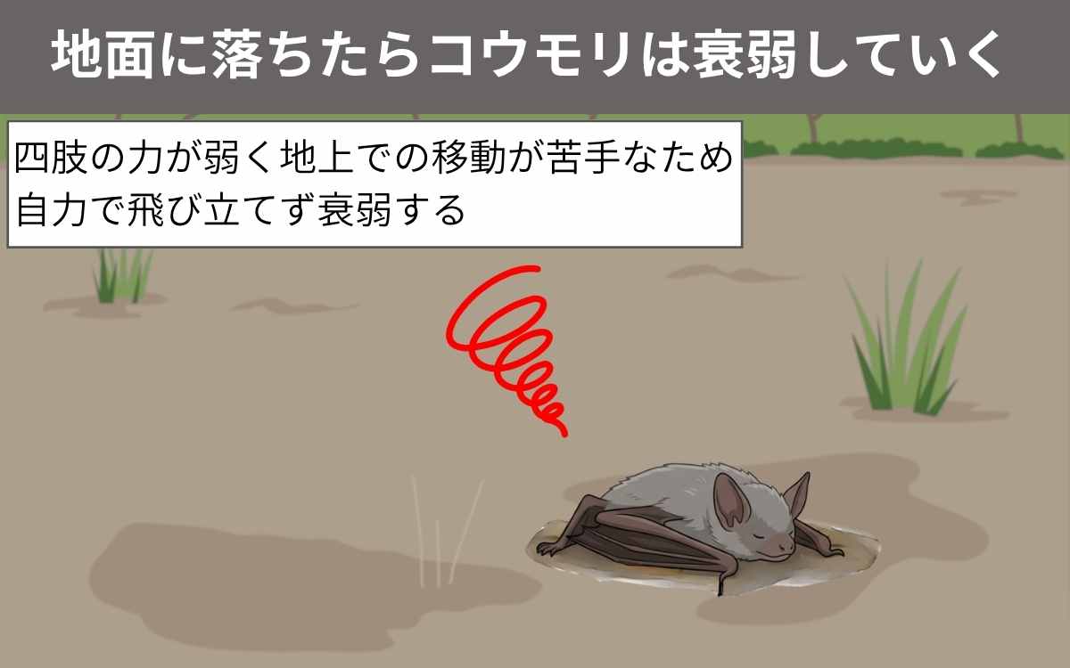 地面に落ちたコウモリは衰弱していく