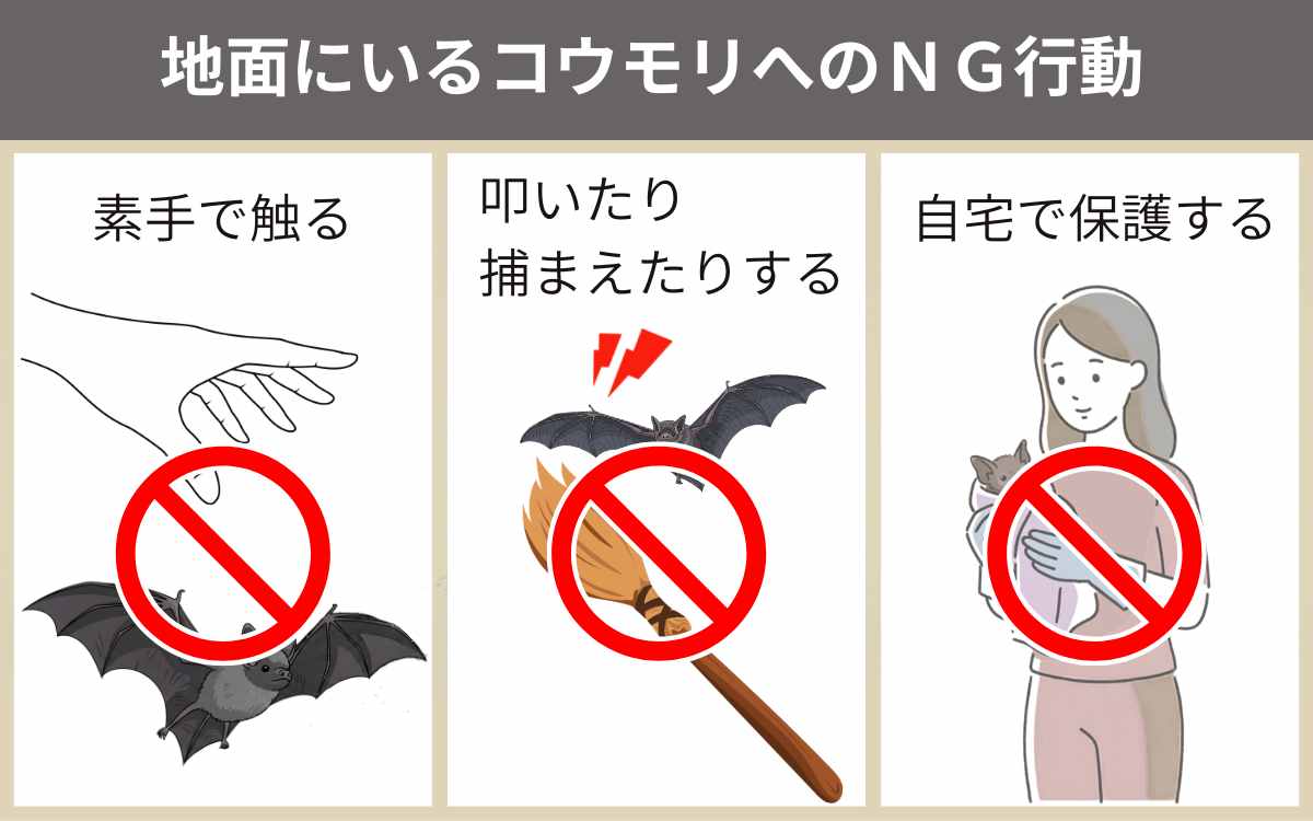 【注意】地面にいるコウモリへのNG行動