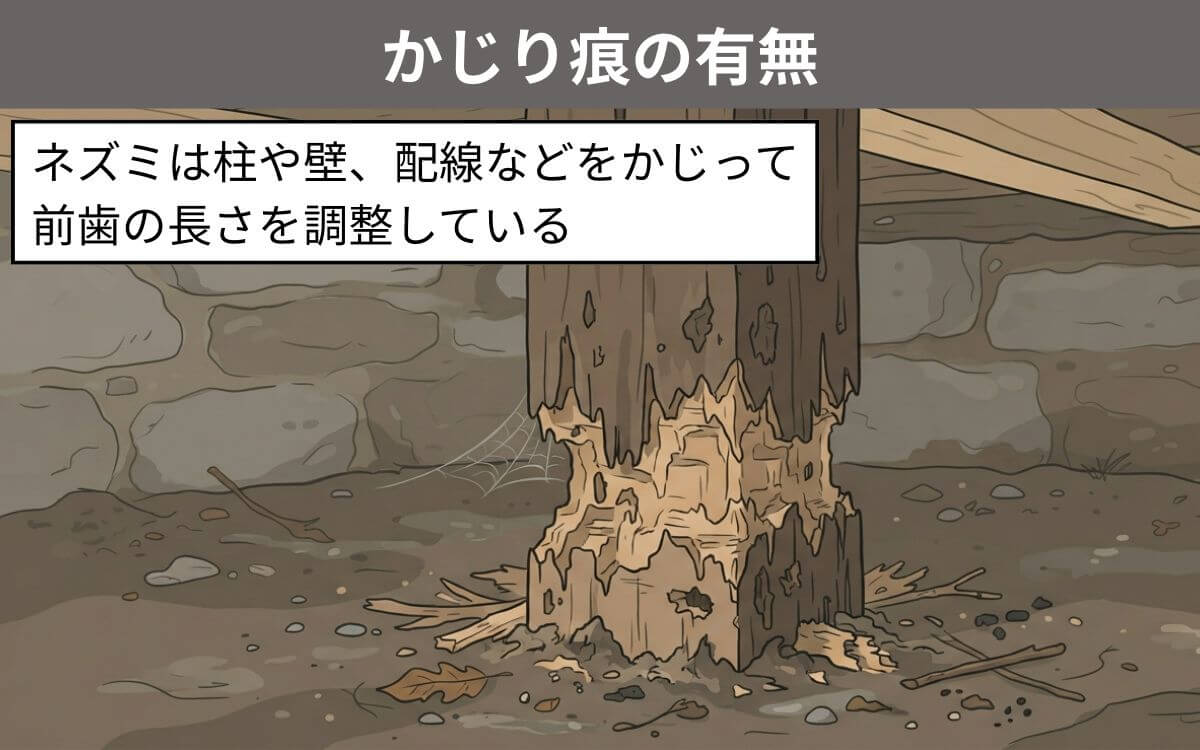 かじり痕の有無