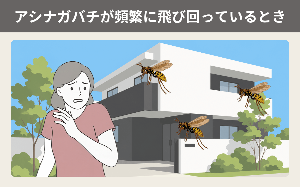 アシナガバチが頻繁に飛び回っているとき