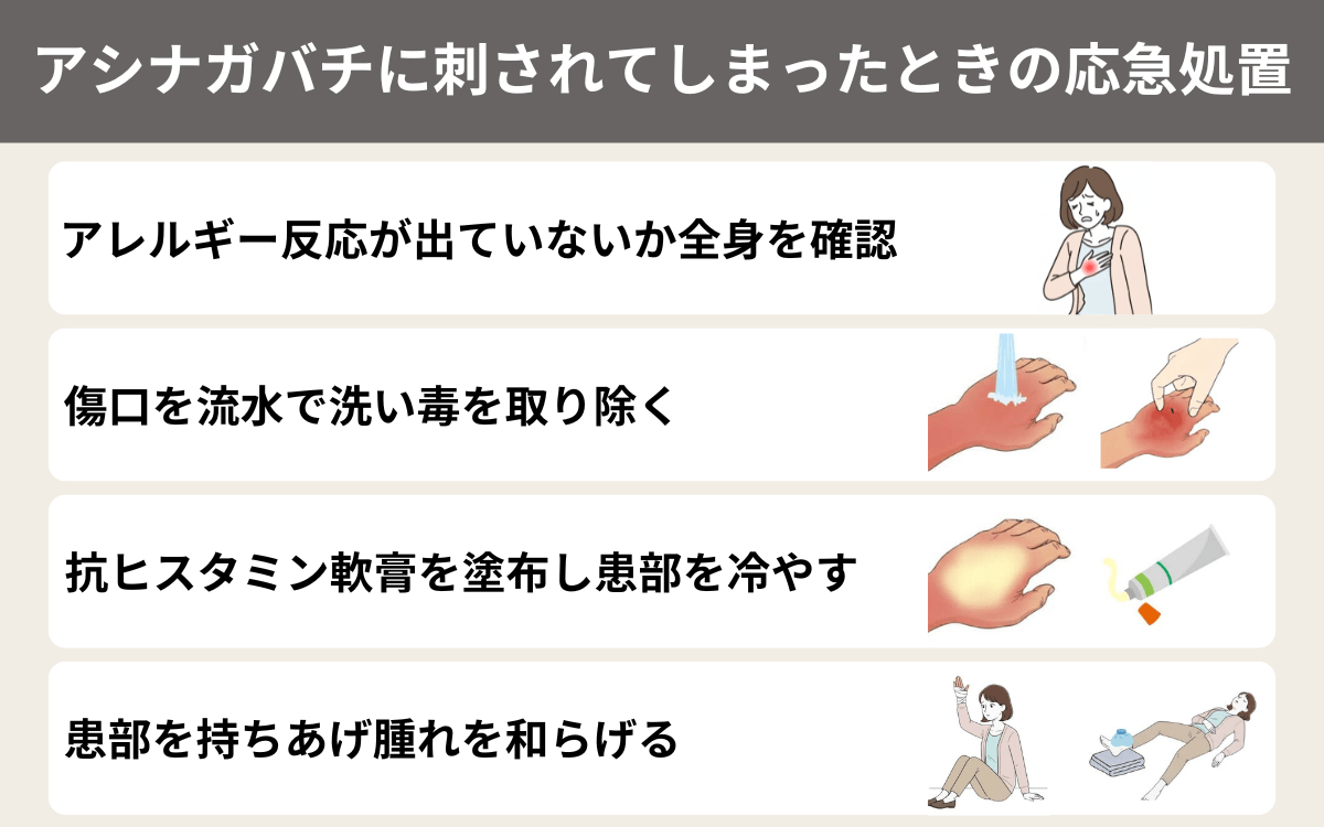 アシナガバチに刺されてしまったときの応急処置