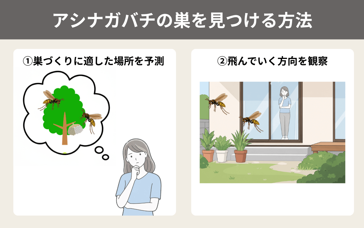 アシナガバチの巣を見つける方法