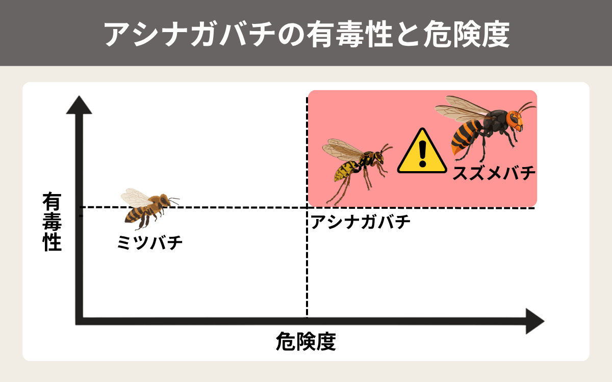 アシナガバチの有毒性と危険度
