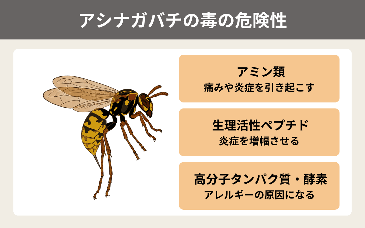 アシナガバチの毒の危険性