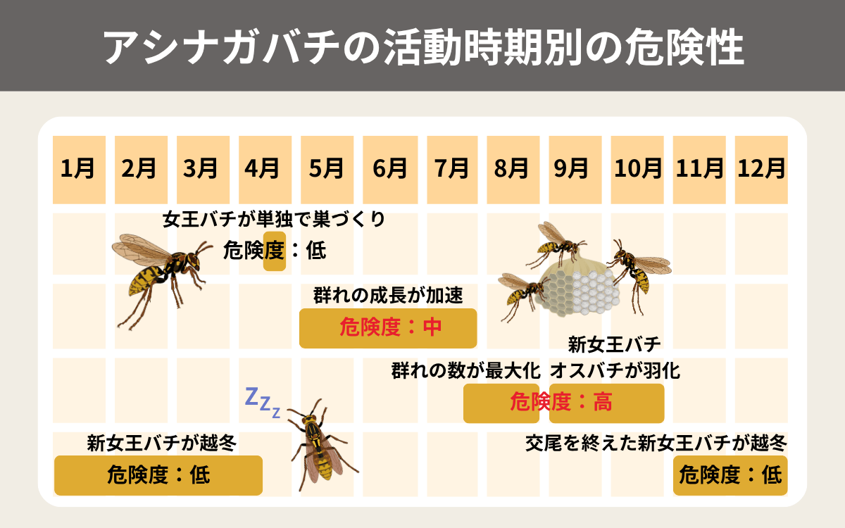 アシナガバチの活動時期別の危険性