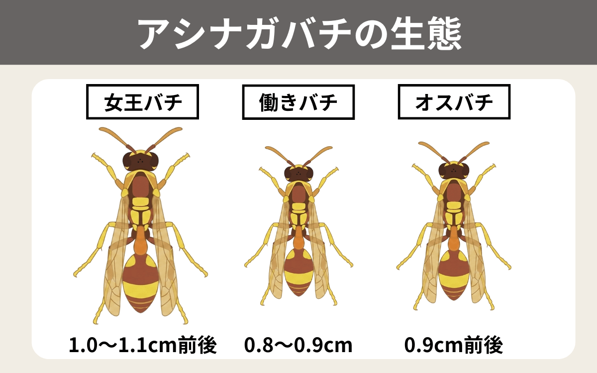 アシナガバチの生態 1