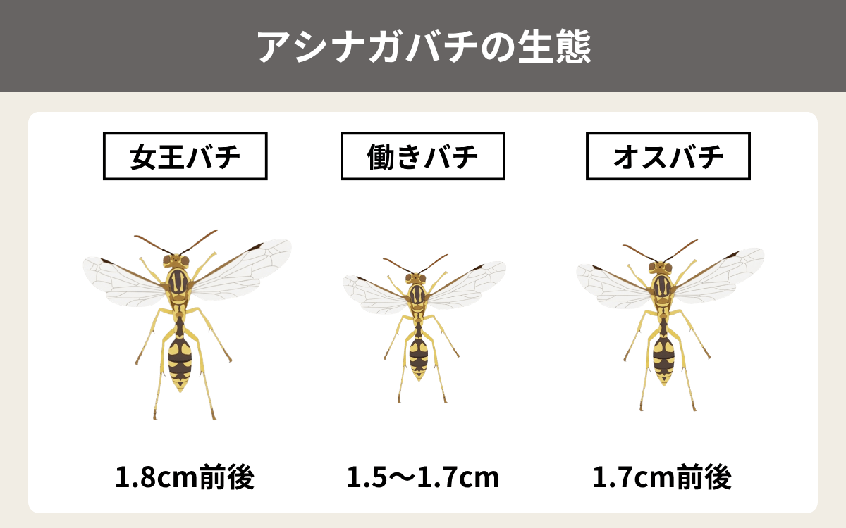 アシナガバチの生態