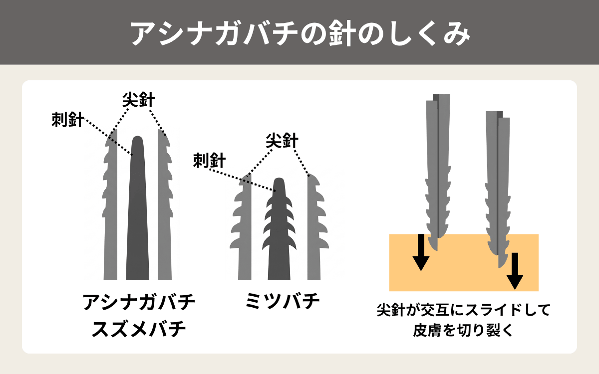 アシナガバチの針のしくみ