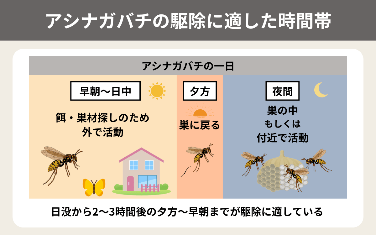 アシナガバチの駆除に適した時間帯は？