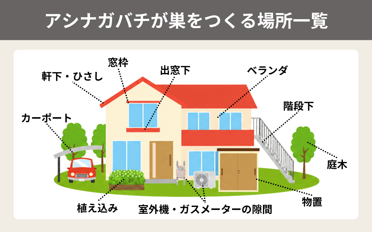 アシナガバチはどこに巣をつくるのか