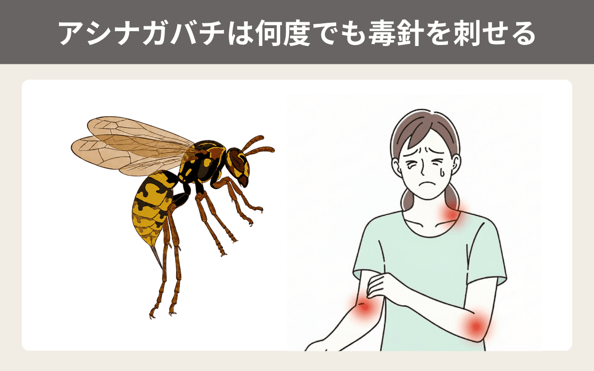 アシナガバチは何度でも毒針を刺せる