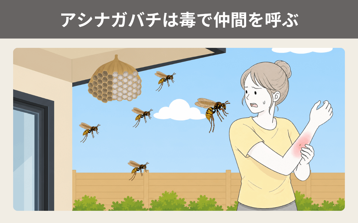 アシナガバチは毒で仲間を呼ぶ