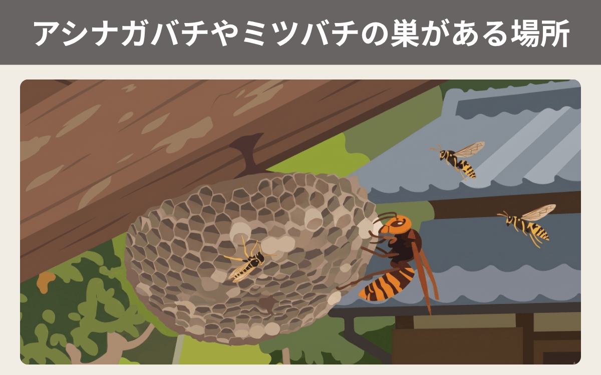 アシナガバチやミツバチの巣がある場所