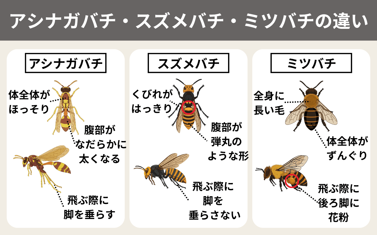 アシナガバチ・スズメバチ・ミツバチの違い